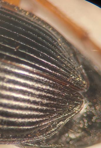 Anisodactylus binotatus