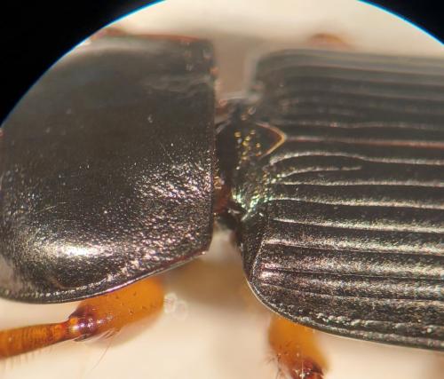 Anisodactylus binotatus