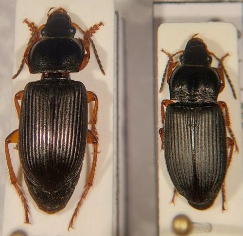 Réf. 322 298 : Anisodactylus divers