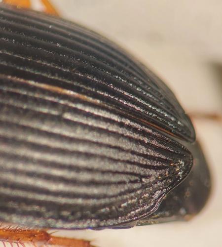 Anisodactylus nemorivagus