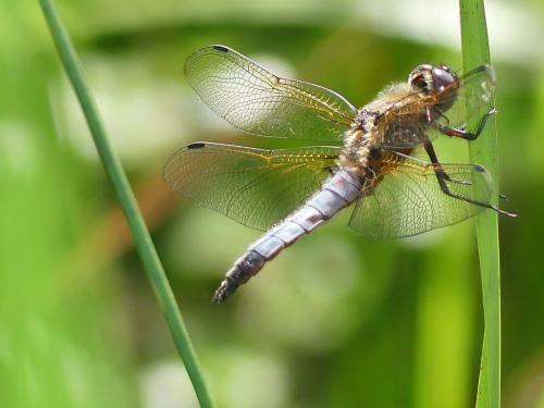 Réf. 322 426 : Libellula fulva