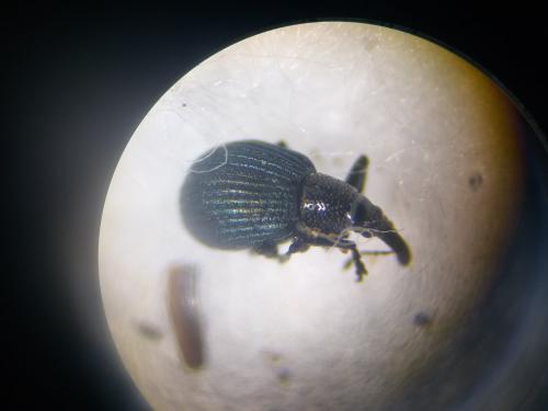 Holotrichapion pisi