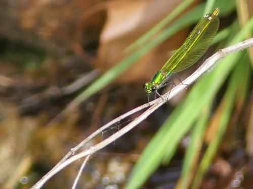 Calopteryx splendens