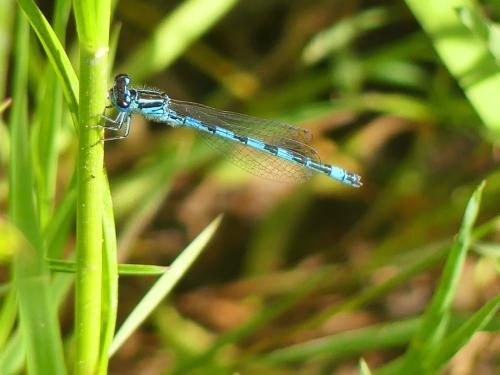 Coenagrion mercuriale