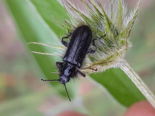 Enicopus sp.