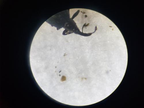 Holotrichapion pisi