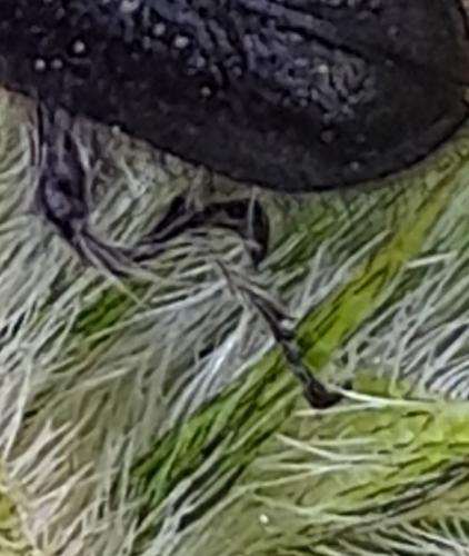 Enicopus sp.