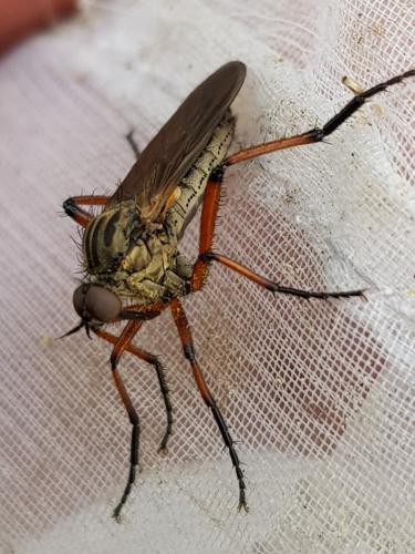 Empis opaca