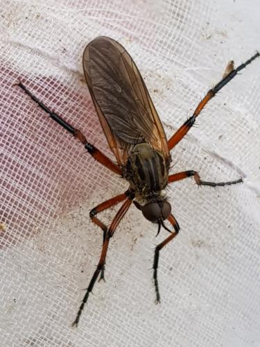 Empis opaca