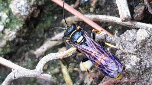 Gorytes sp.