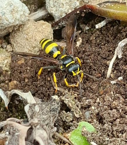 Gorytes sp.