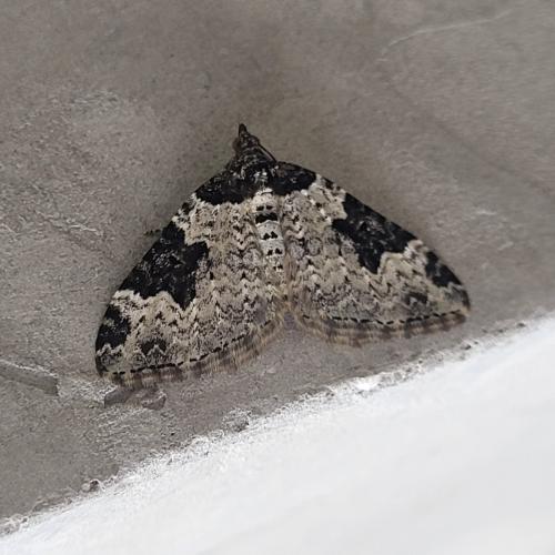 Xanthorhoe fluctuata