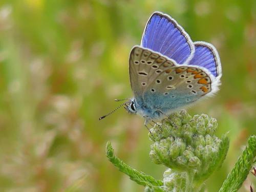 Polyommatus icarus