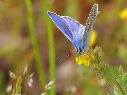 Polyommatus icarus