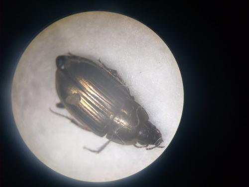 Amara sp.