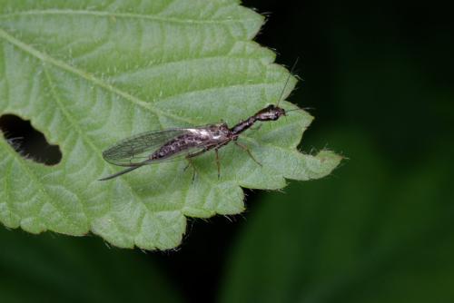 Atlantoraphidia maculicollis