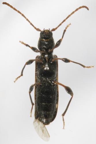 Réf. 322 083 : Poecilium alni