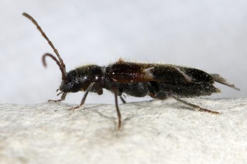 Réf. 322 082 : Poecilium alni