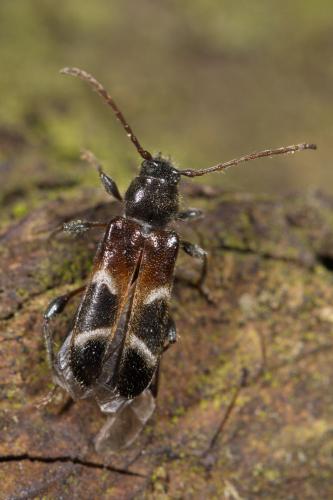 Réf. 322 081 : Poecilium alni
