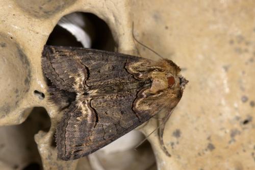Abrostola triplasia