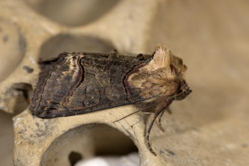 Abrostola triplasia