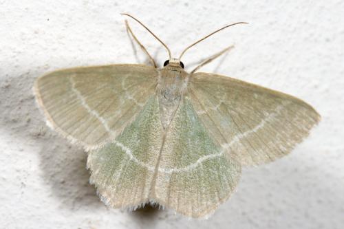 Réf. 322 764 : Chlorissa viridata