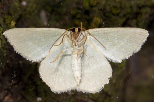 Chlorissa viridata