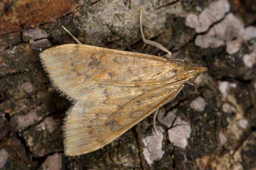 Réf. 322 770 : Udea ferrugalis