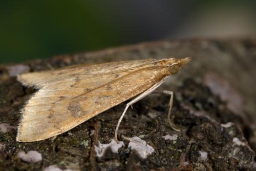 Réf. 322 771 : Udea ferrugalis