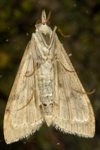Réf. 322 772 : Udea ferrugalis