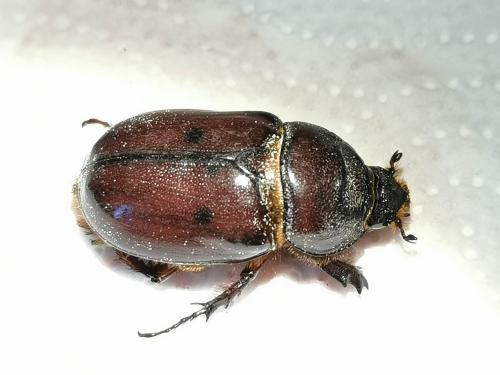 Réf. 322 275 : Oryctes nasicornis
