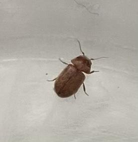 Lasioderma serricorne