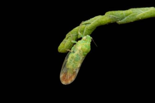 Réf. 322 243 : Colposcenia sp.