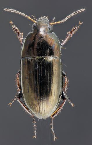 Amara aenea