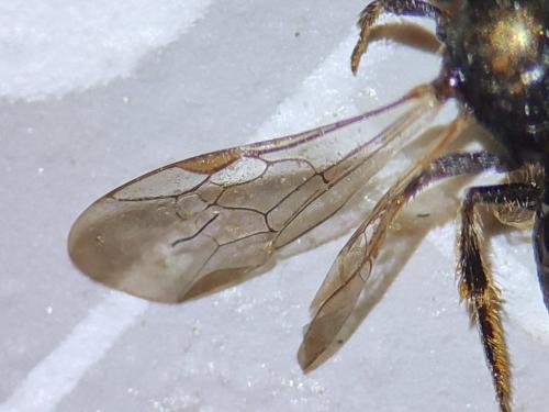 Lasioglossum sp.
