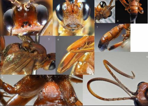 Réf. 322 459 : Lymantrichneumon disparis
