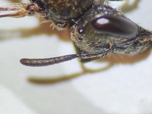 Lasioglossum sp.