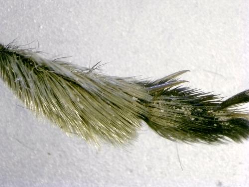 Anthophora retusa