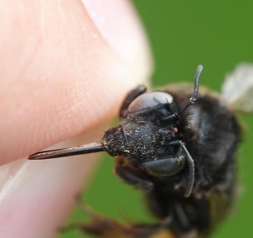 Anthophora retusa