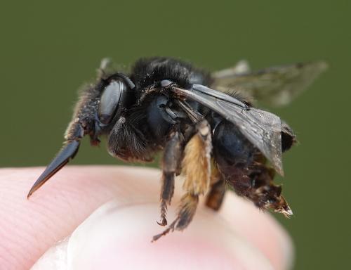 Anthophora retusa