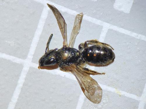 Réf. 322 439 : Lasioglossum sp.