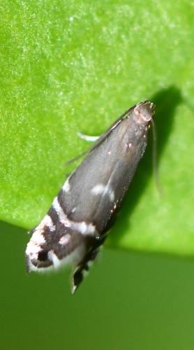 Glyphipterix sp.