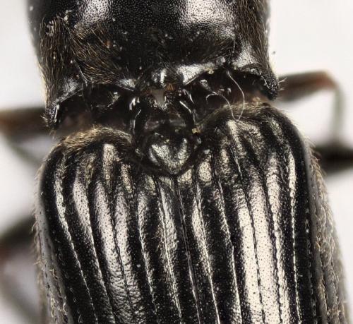 Cardiophorus sp.