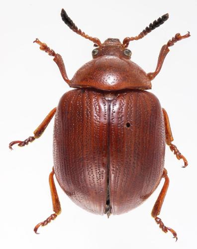 Lycaria westermanni