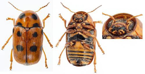 Cryptocephalus bissexsignatus