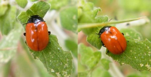 Réf. 322 606 : Chrysolina lucida