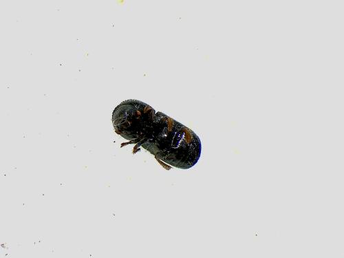 Réf. 322 397 : Anisandrus dispar