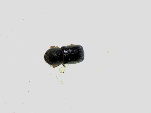 Anisandrus dispar