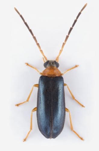 Réf. 322 754 : Conopalpus brevicollis