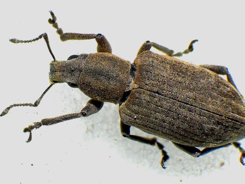 Réf. 322 753 : Tanymecus palliatus